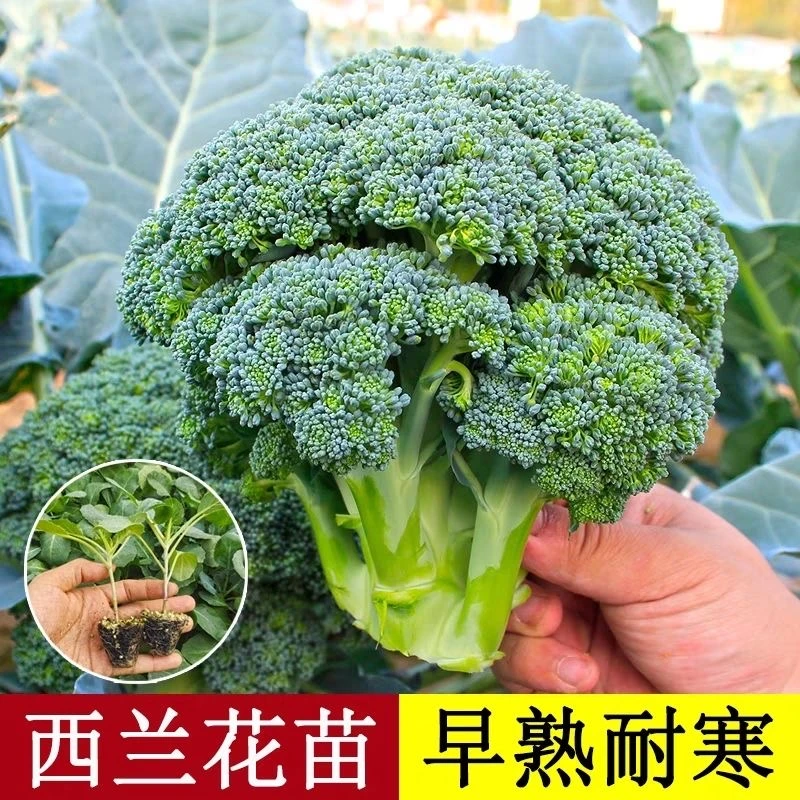 优质西兰花秧苗青花菜苗耐寒耐热带土发货有机蔬菜苗
