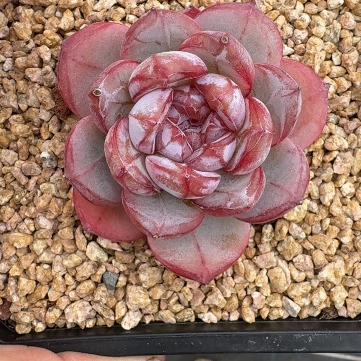 血色浪漫 一物一拍