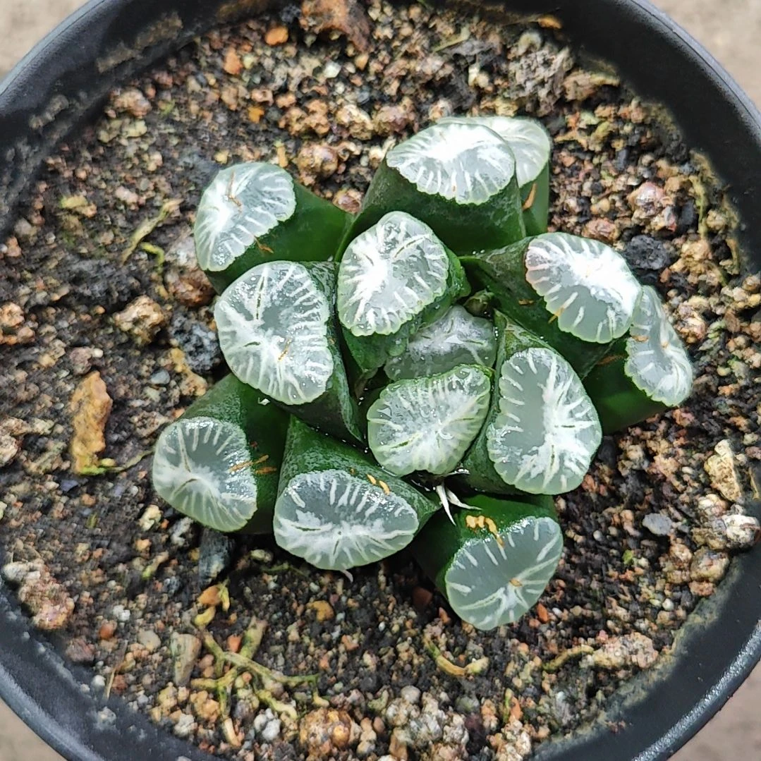 银龙地万象多肉植物