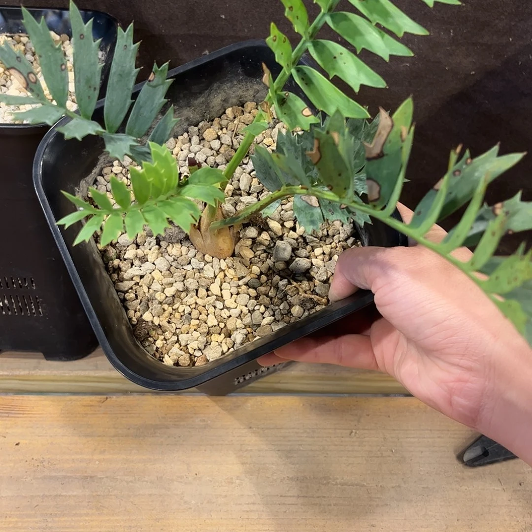 蓝棘铁熟桩根穿盆