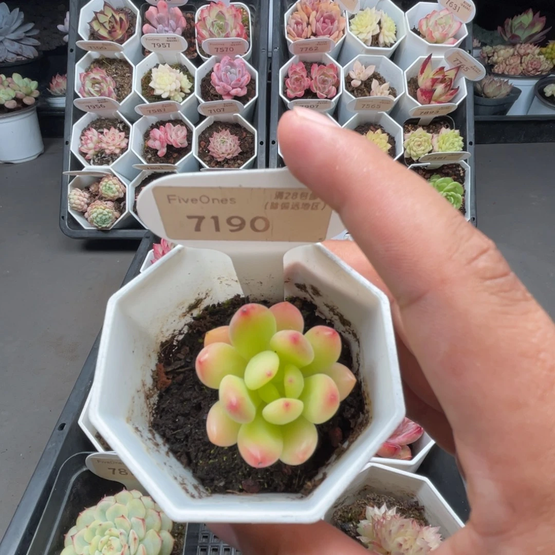 7190春萌  3.5厘米