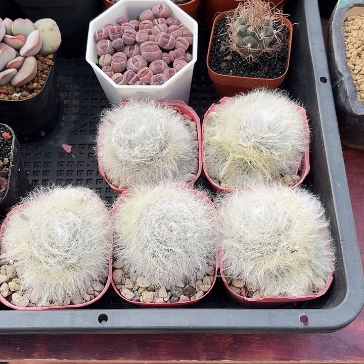 无刺丽光殿仙人球123