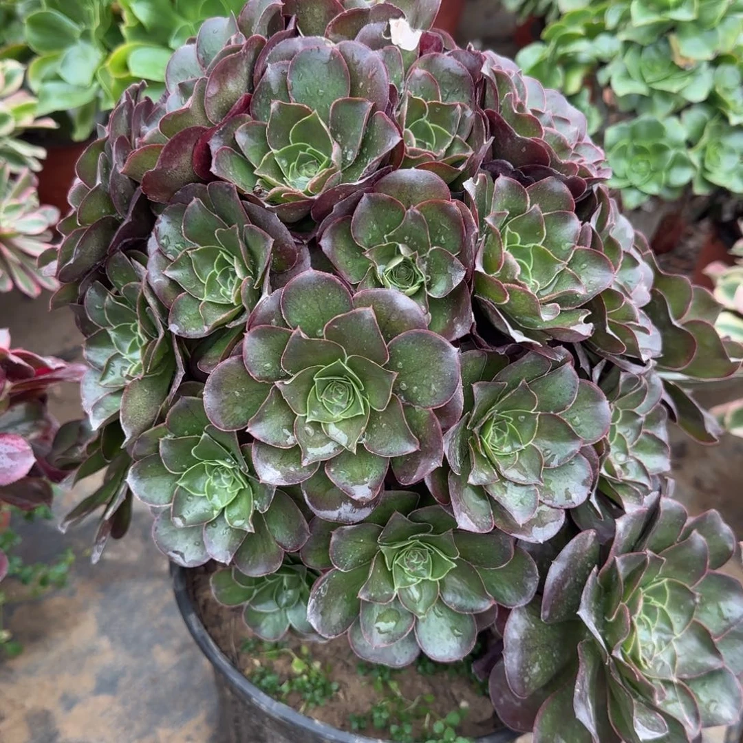 魅金玫瑰朵朵包邮断枝不包