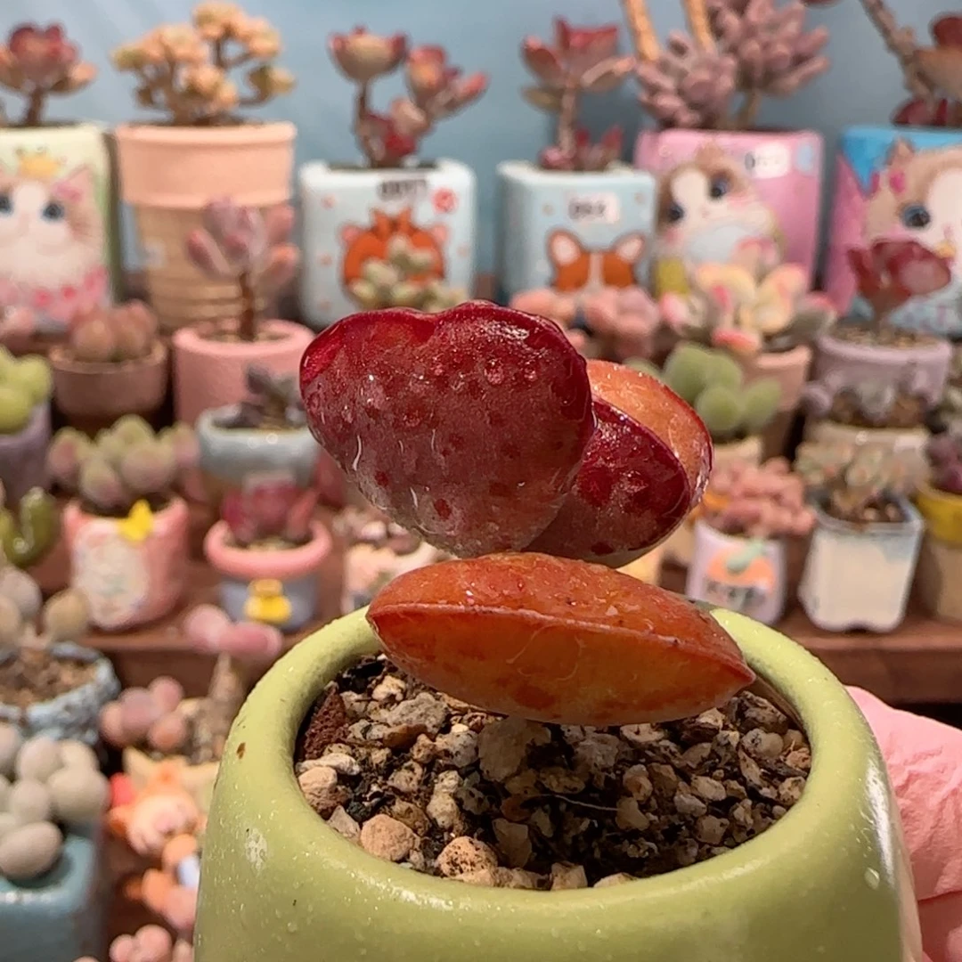 爱心 皮实好养 盆口3.5cm