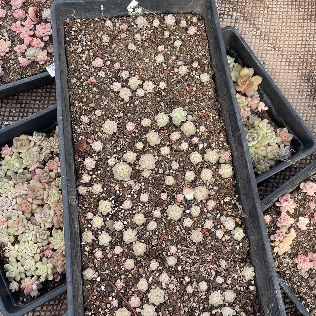 不***学016。 定。