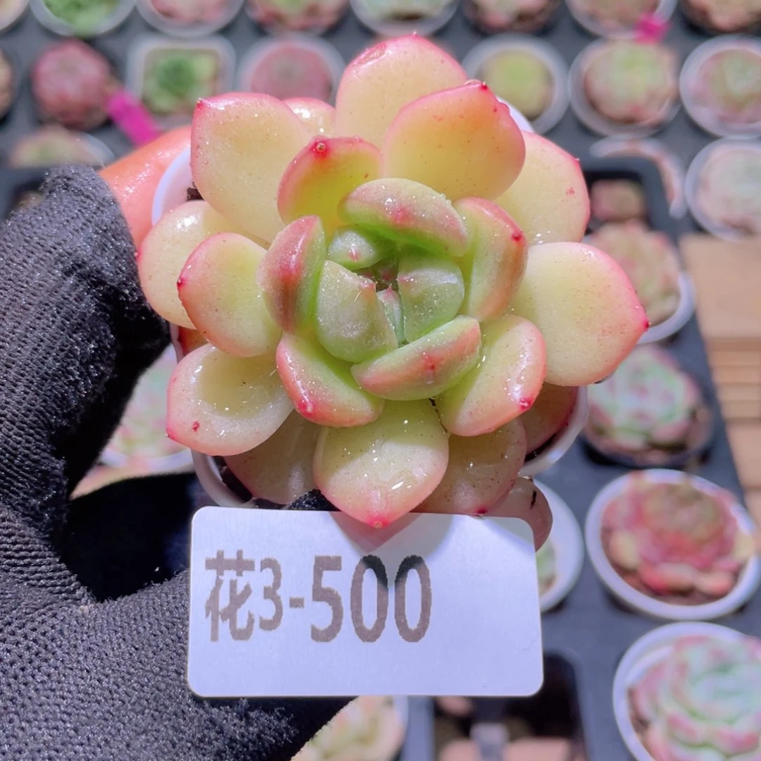 花利美3-500新品