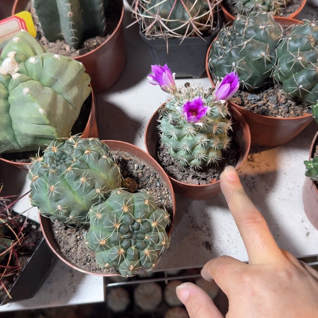 森***哥可口可乐了可口可乐了