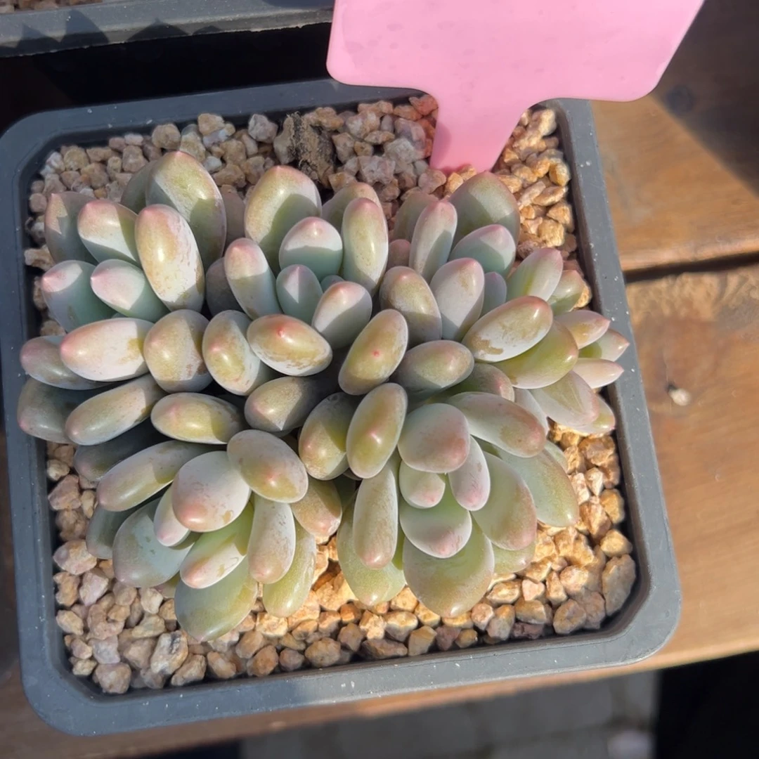 爱德蒙11111111111111