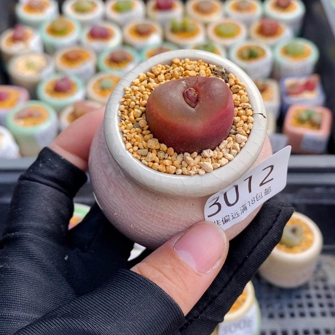 3012-一物一拍 带盆