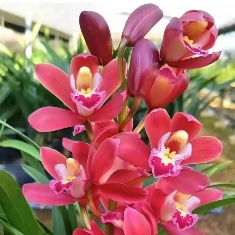 【红宝石】兰业年宵花清香型大会蕙兰花卉绿植好养办公室客厅兰花苗