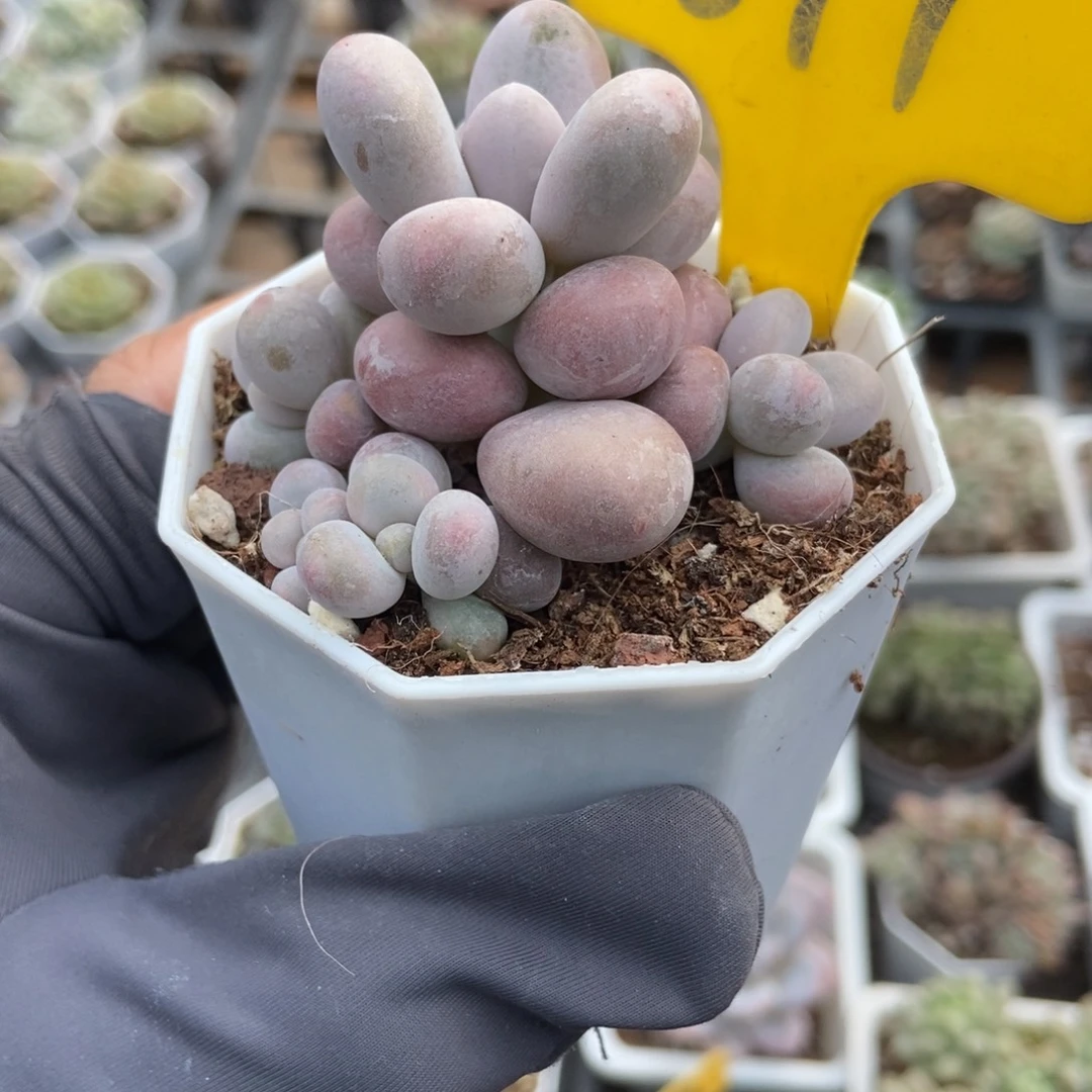 897奶酪多肉植物多肉