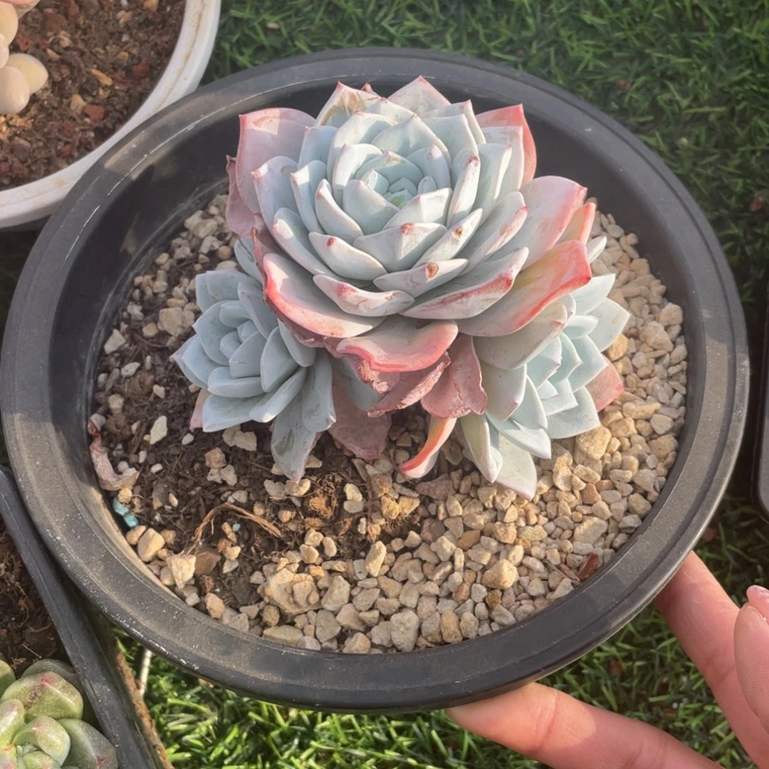 雪鸳冠幅12 公分一物一拍