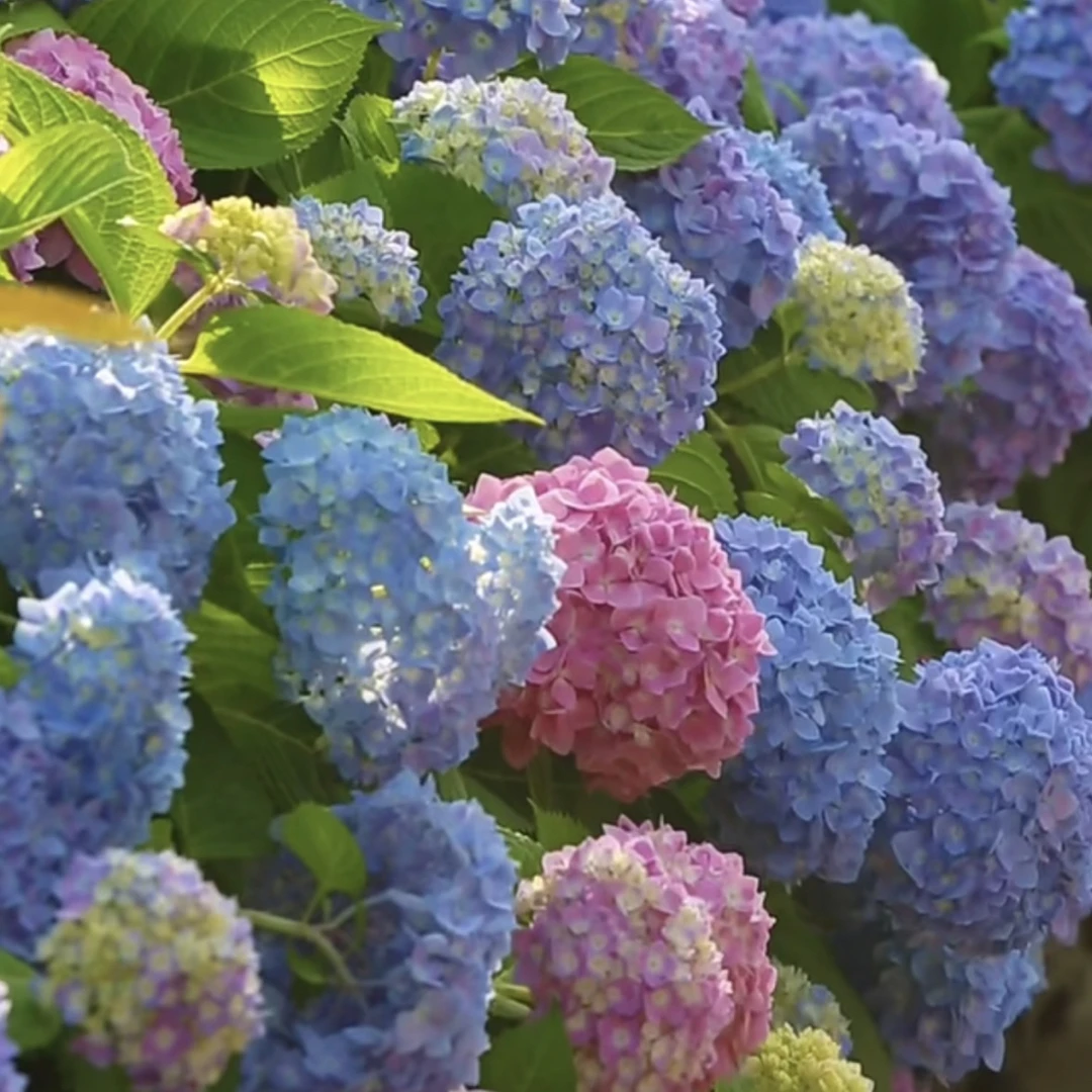 【束漫】无尽夏 修剪过带芽发货 新老枝开花庭院地栽阳台盆栽