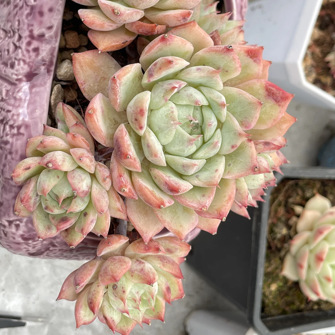 多肉植物蓝眼睛粉色群生带桩