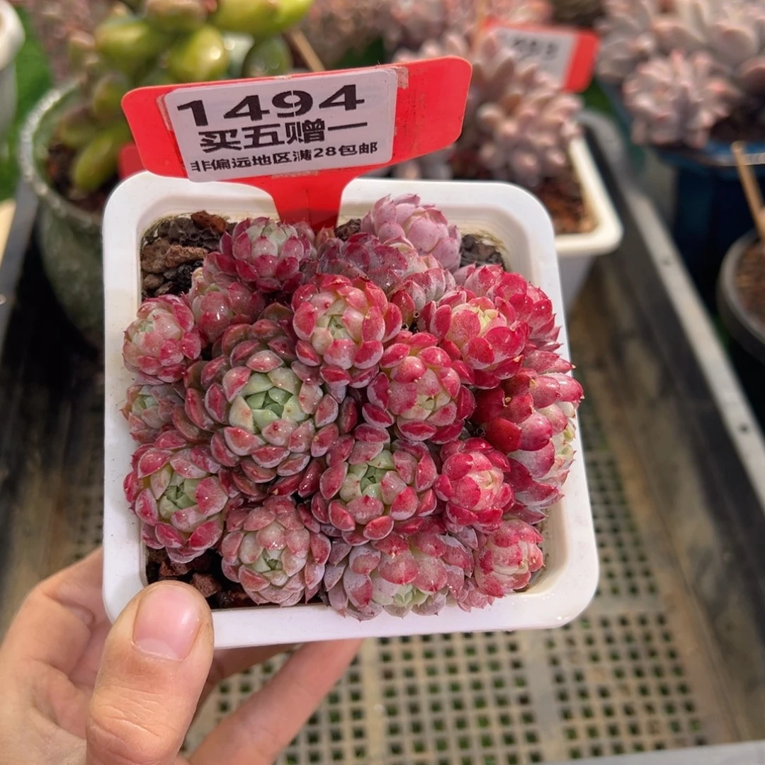 表妹精品多肉1494.