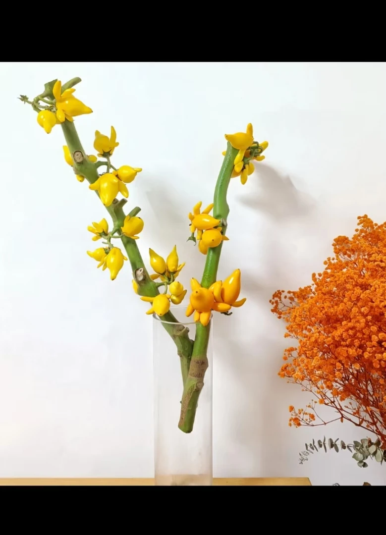 五代果小猪佩奇造型家居装饰鲜切花材云南直发