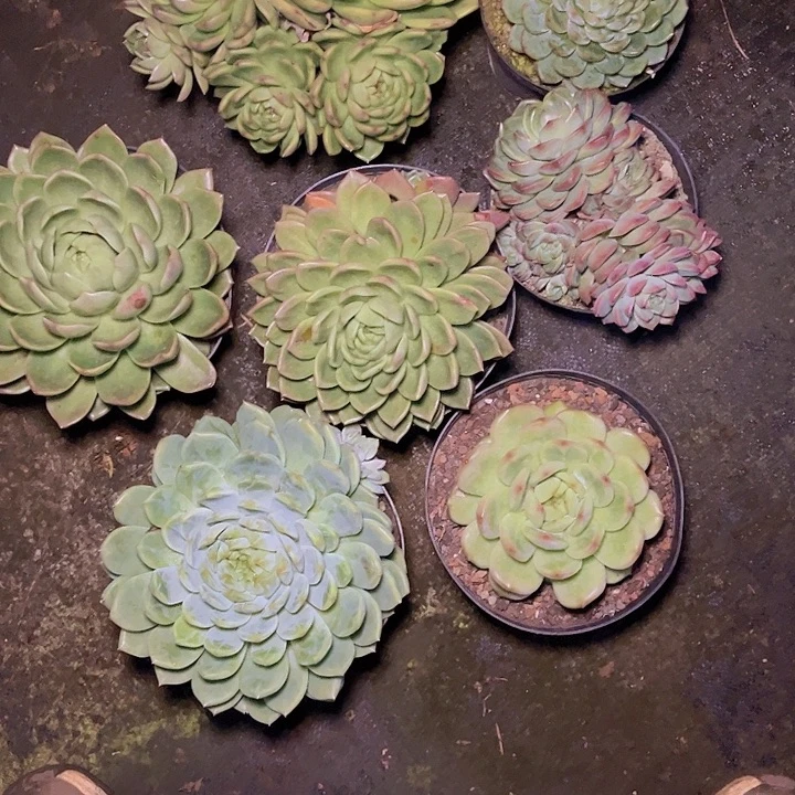 青***诺我不在这里吃饭的人很多呢