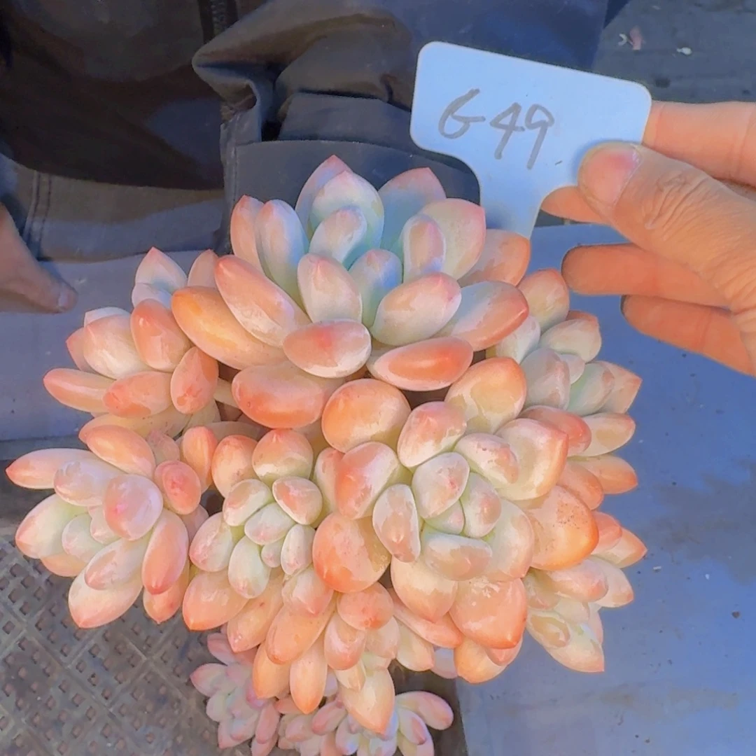 多肉葡萄的味道真的是