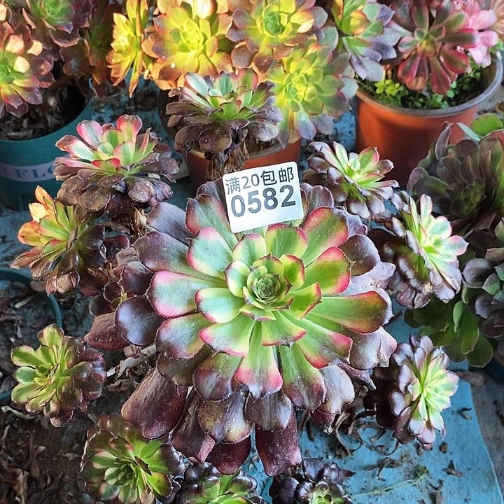 0582 一颗粉籍法师