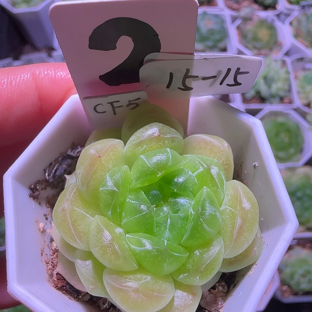 财富Cf5单头15-15