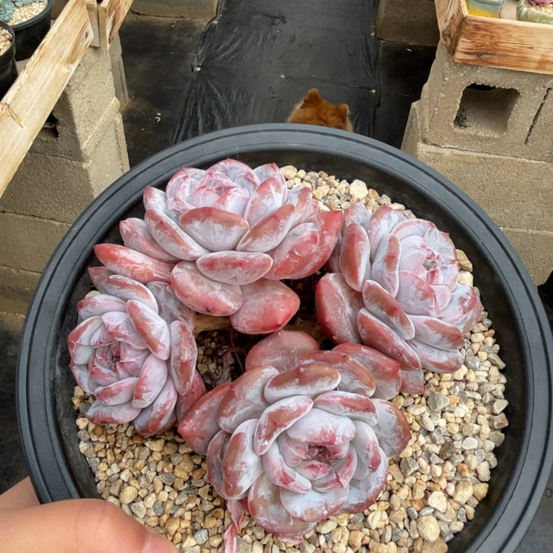 一物一拍不支持退换