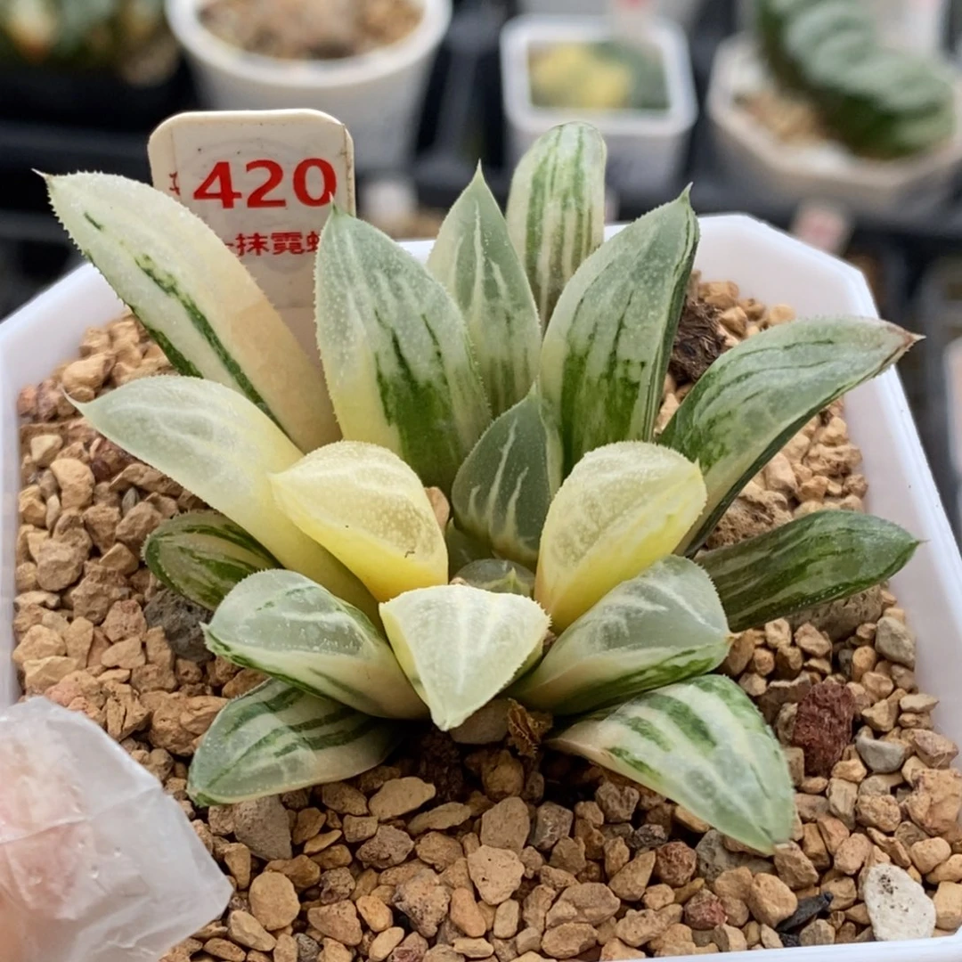 420号爱心寿锦多肉