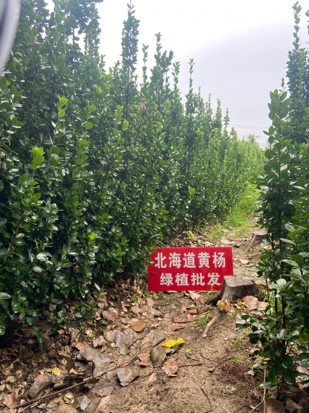 北海道黄杨基地四季常青篱笆墙