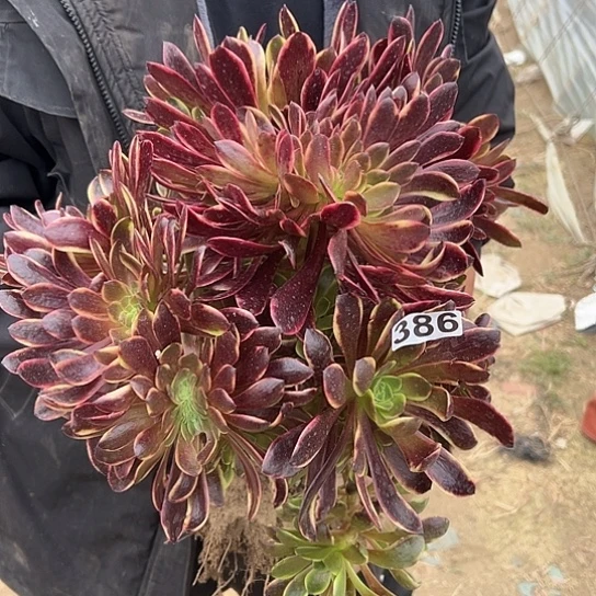 露*一颗多肉法师植物