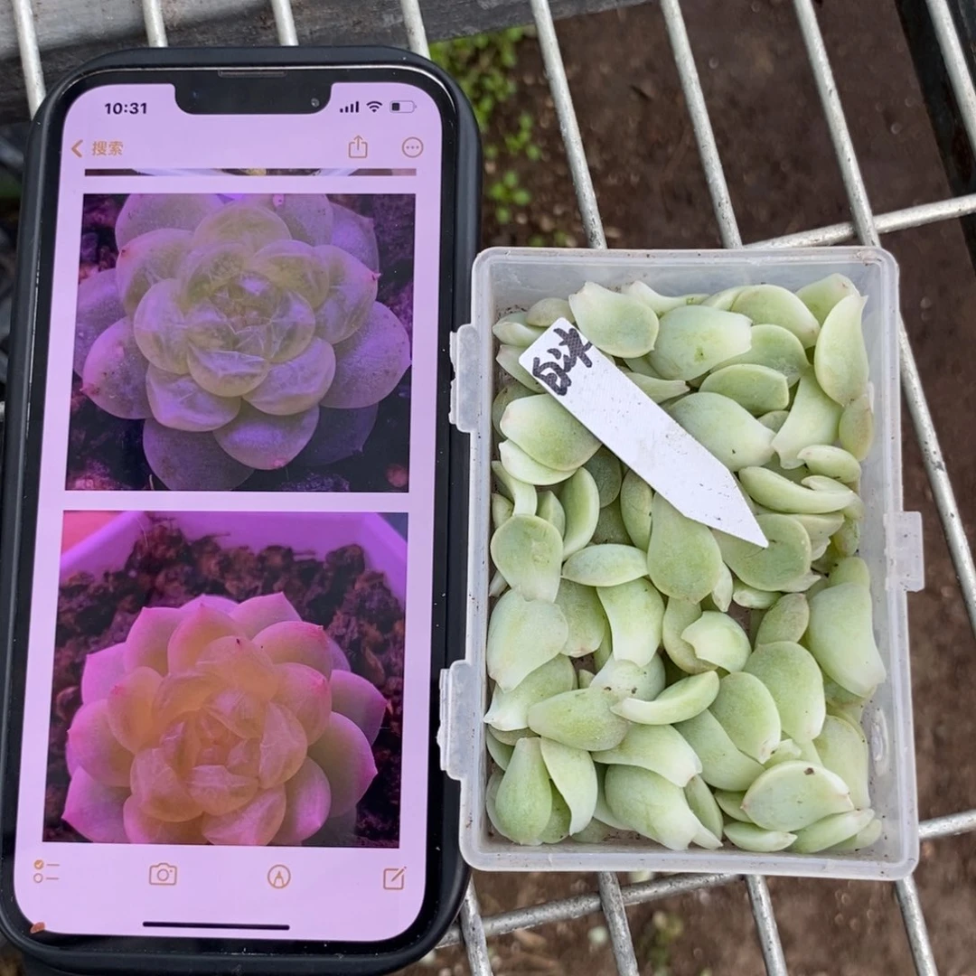 刚掰的纯叶片白冰叶片一个