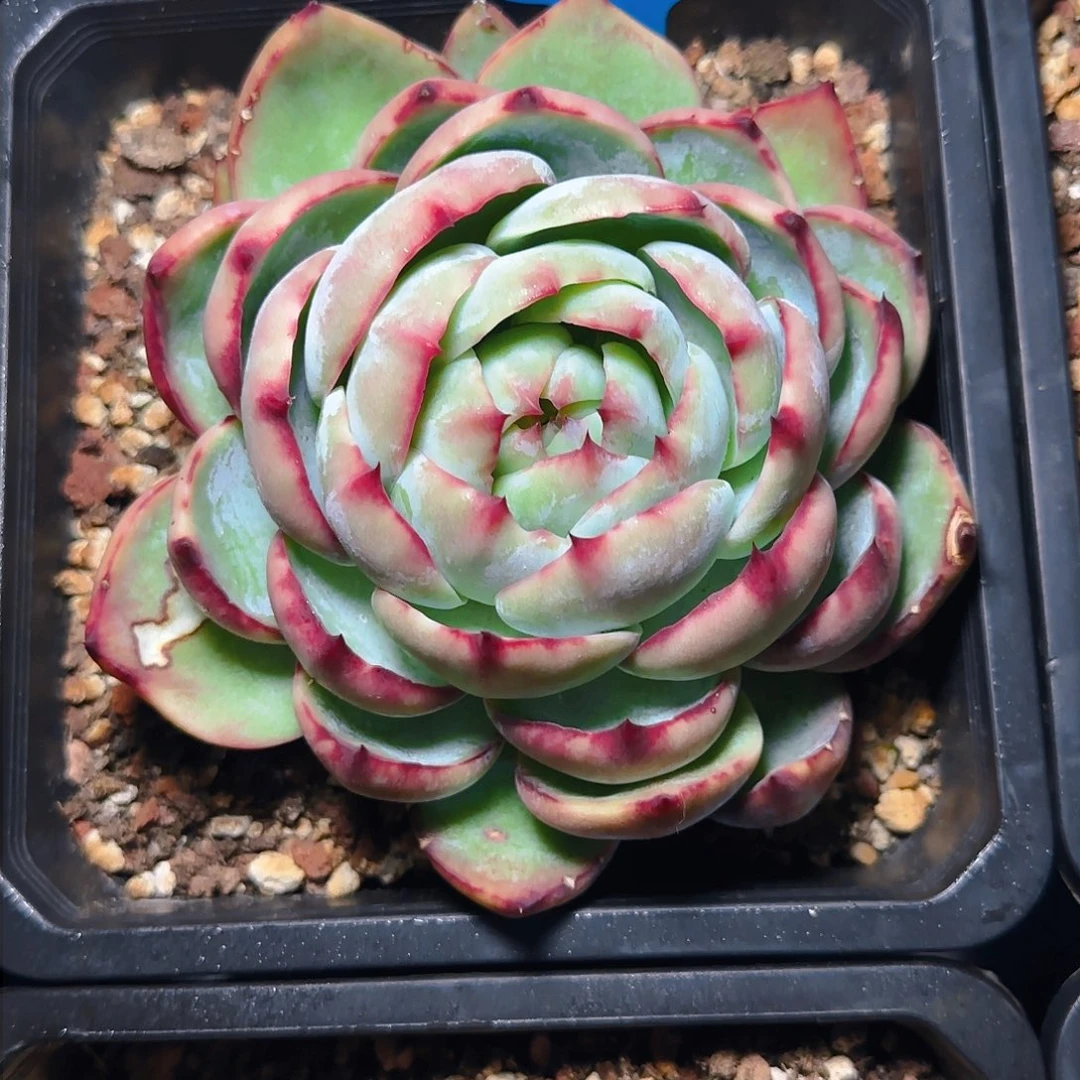 ?***?惊鸿仙子一物一拍616号