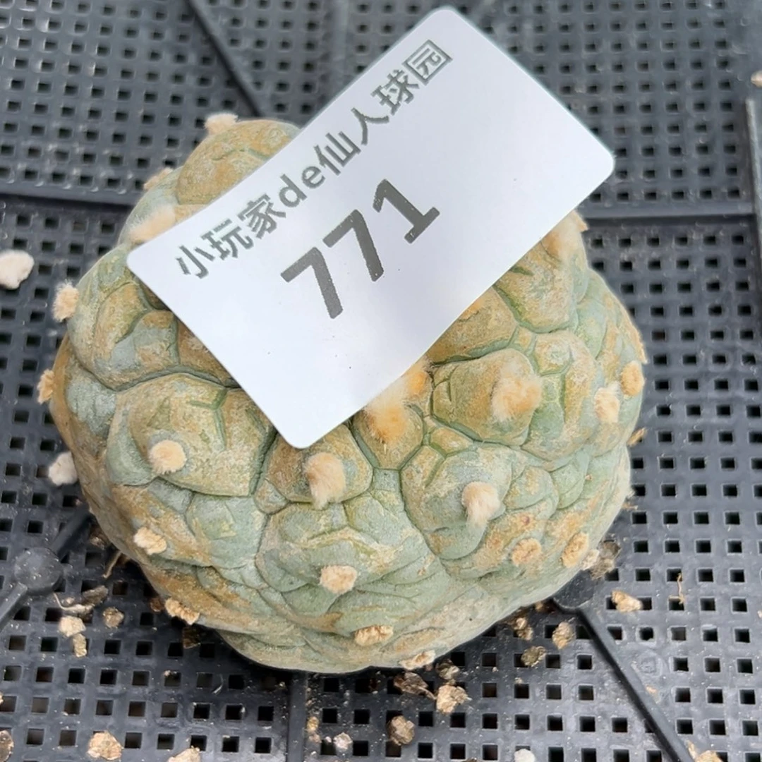 言*771 、有根 仙人球的世界里