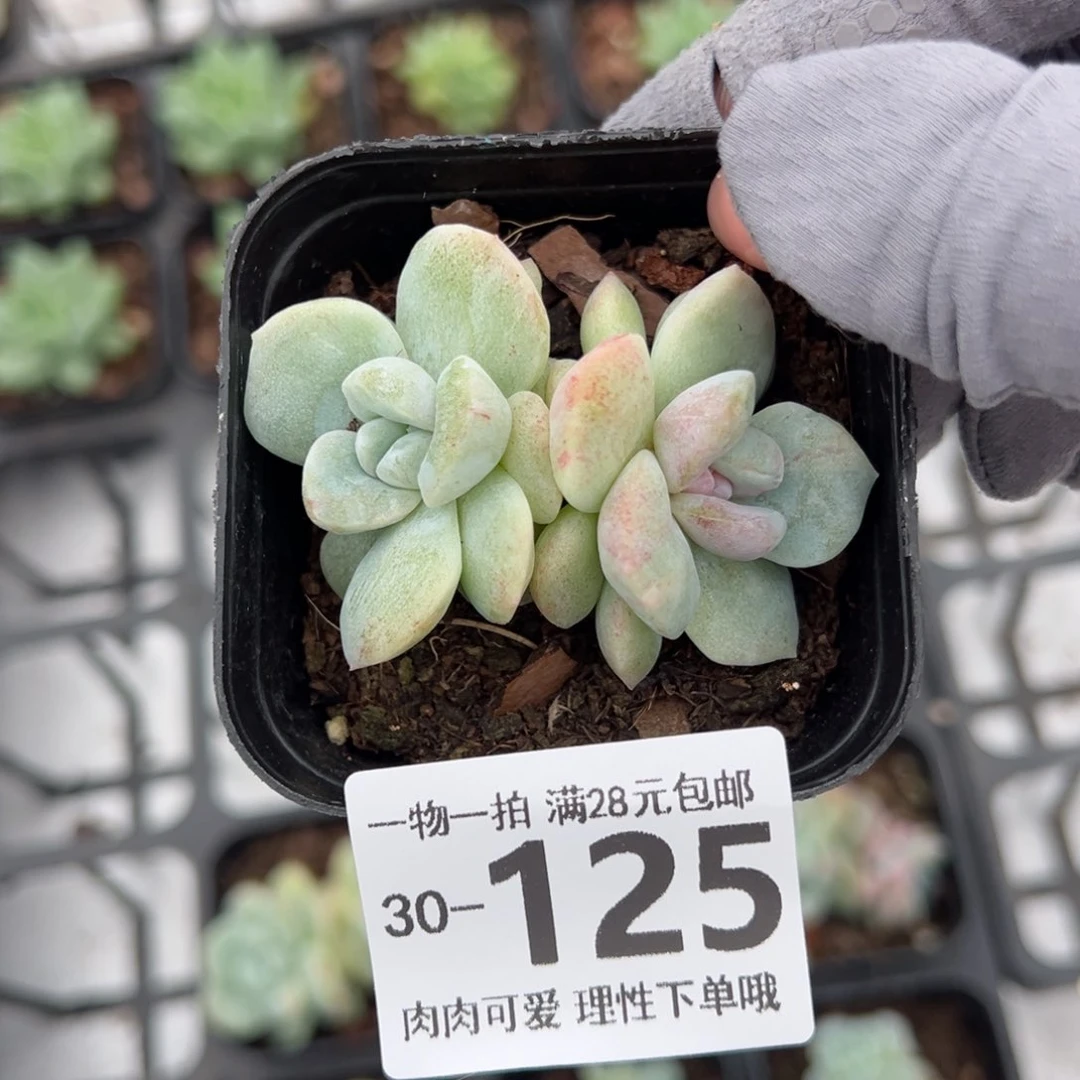 石化冰玉不包整，