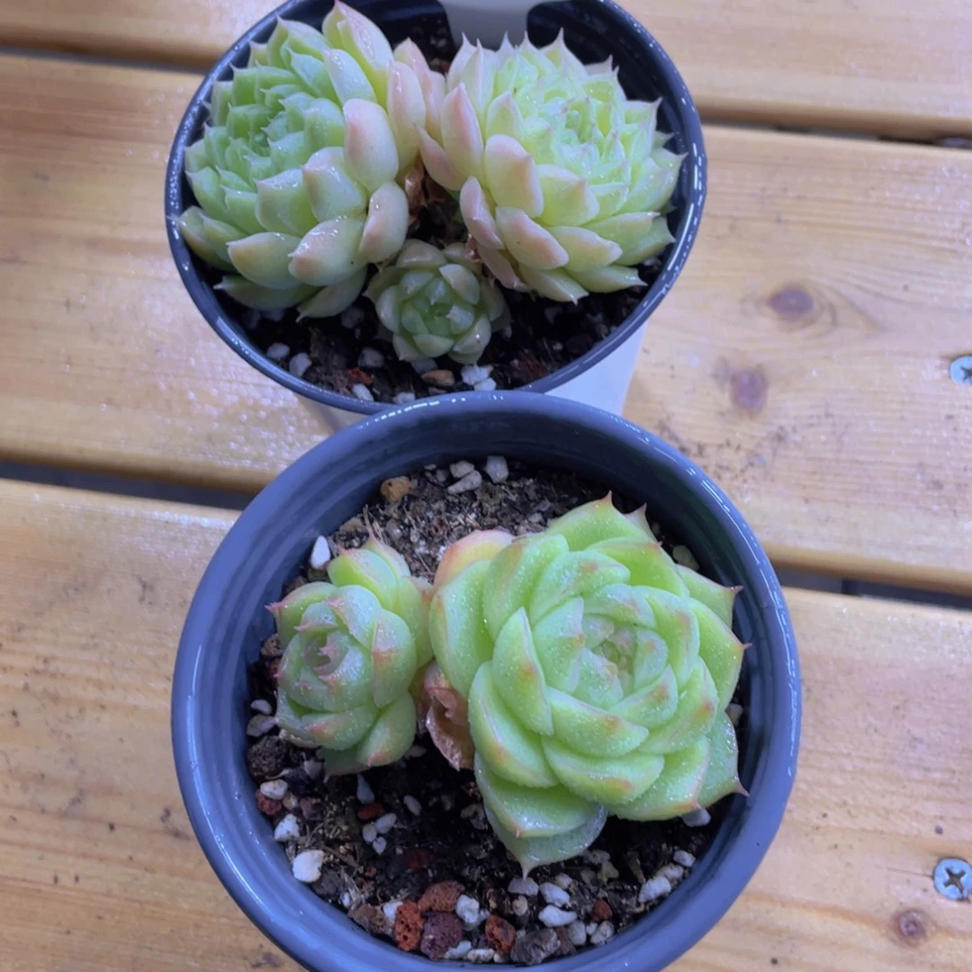 903号 精品麦秆两个