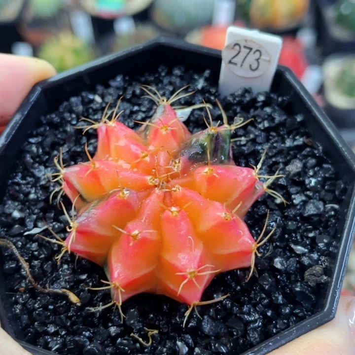 盆5公分满25包邮裸根发货