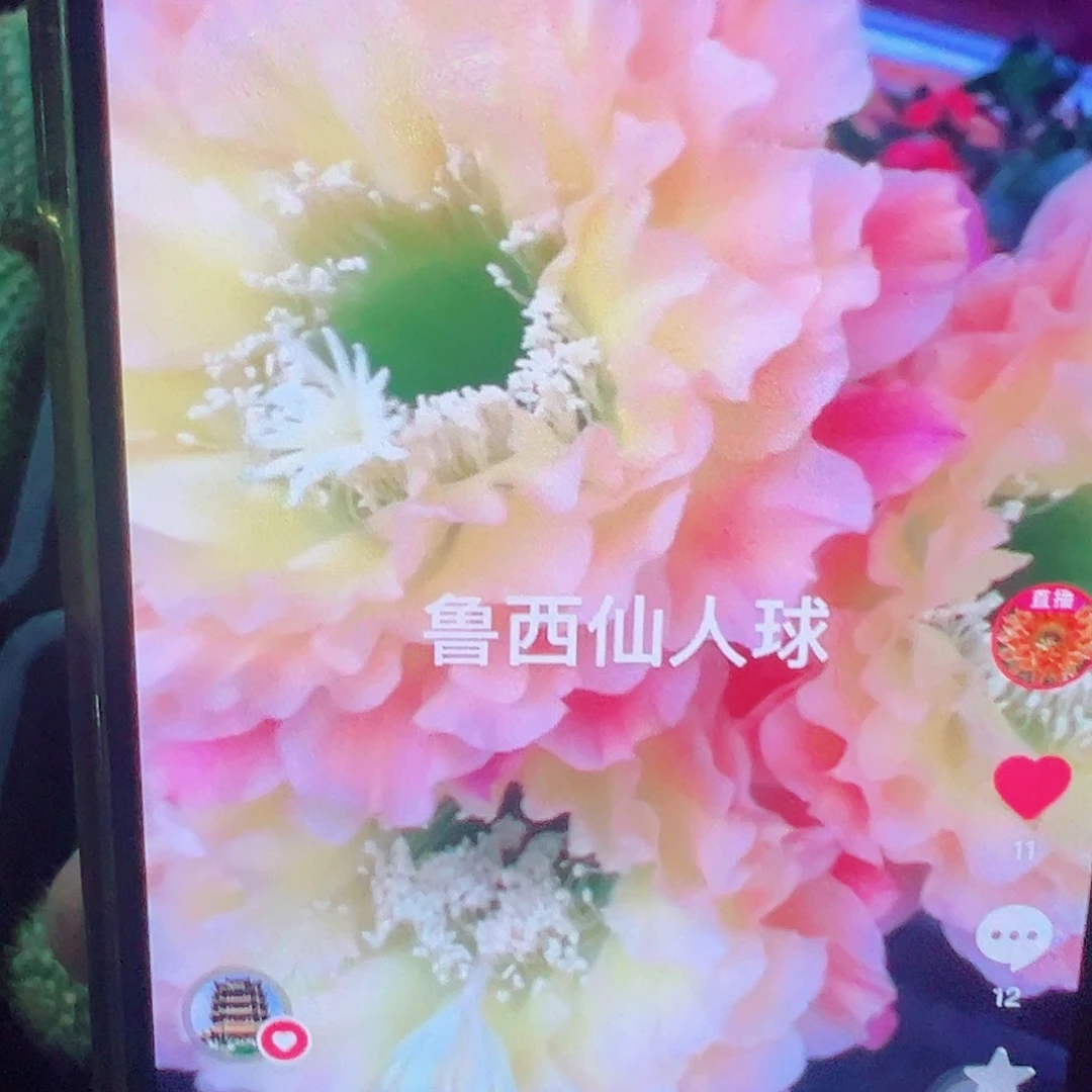 毛花柱 倾城之恋 侧芽 满20包邮