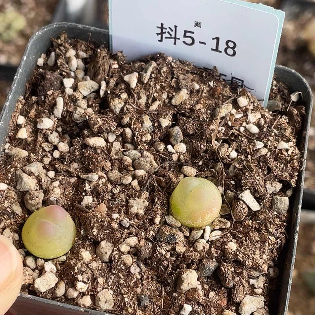 柠**日5-18肉锥多肉植物