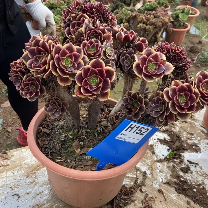 北***人H152欧嘉莉欧嘉莉