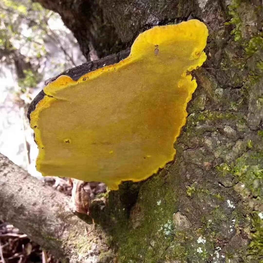 【袁大娃推荐】桑黄山货