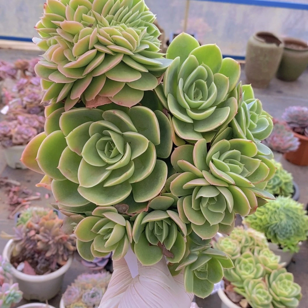 8504星纳塔缀化一物一拍