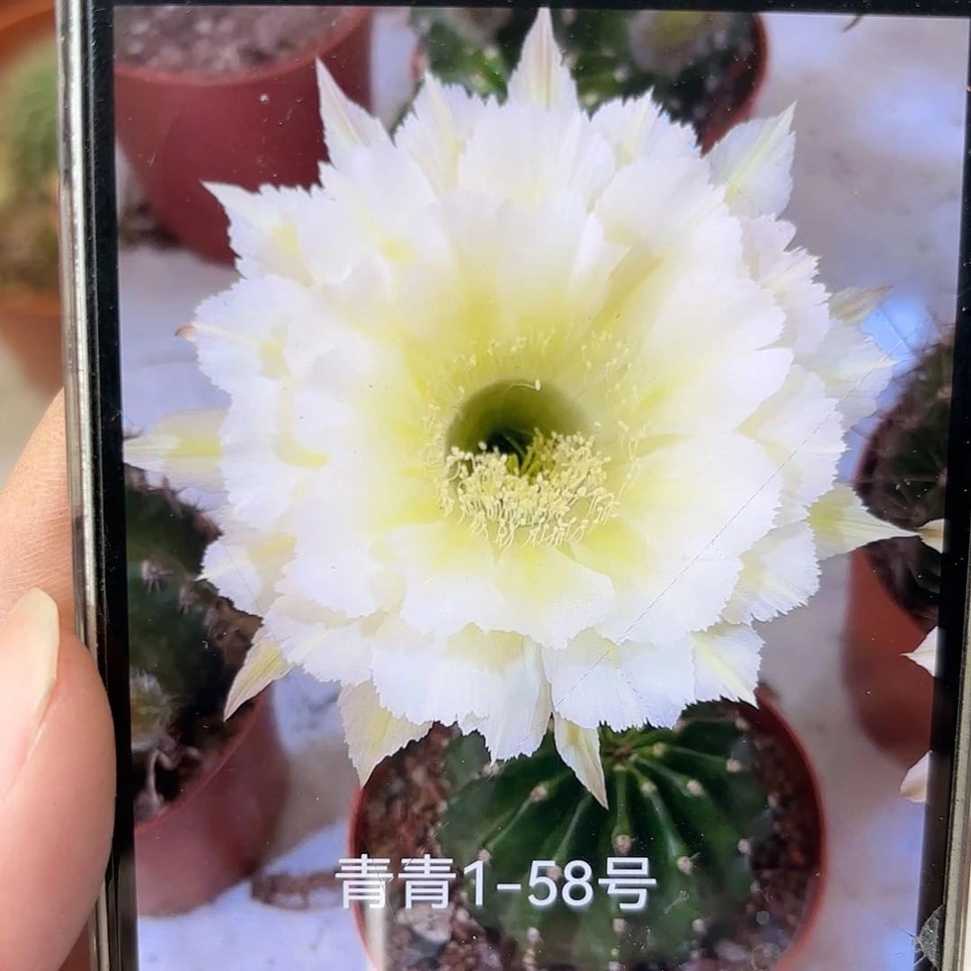 彩草1-58号6公分左右