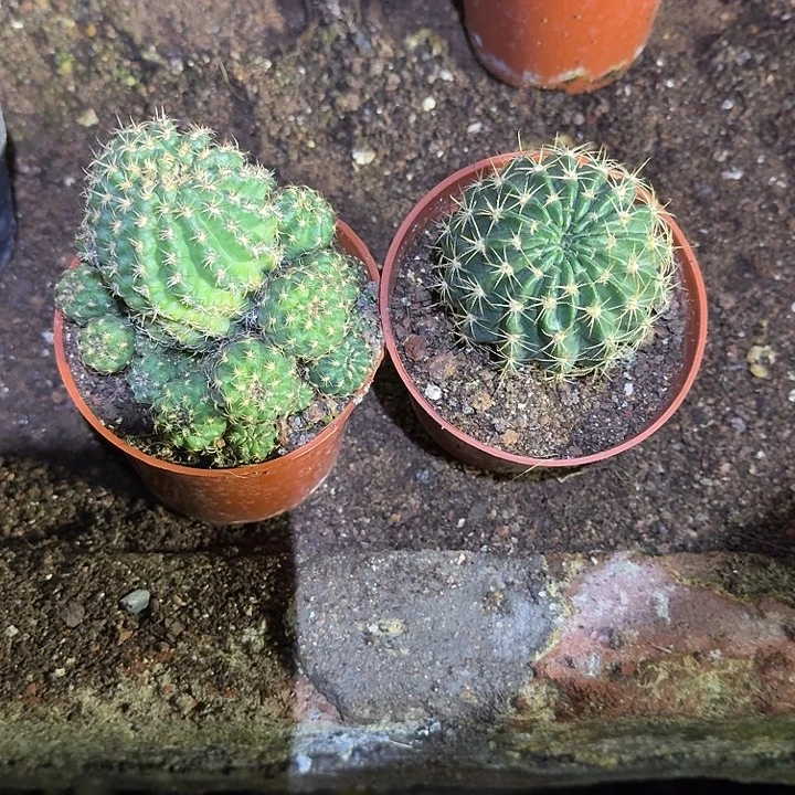 瓦***拉无花朵丽花哈哈哈哈哈哈哈哈哈