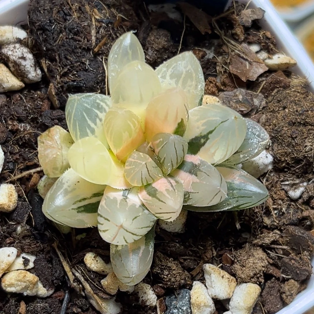 恭喜发财大吉大利751