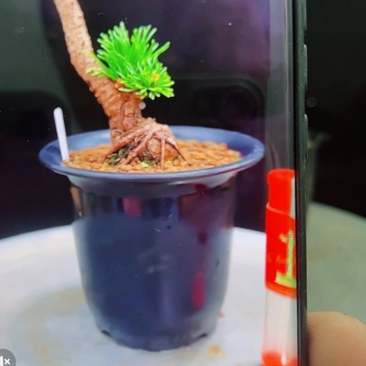 峰吾妻五针松实物图片