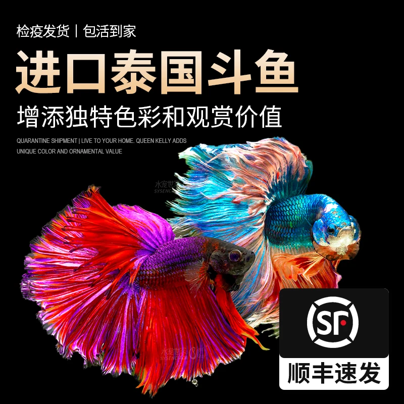 泰国斗鱼马尾狮王半月母斗鱼观赏鱼热带鱼淡水鱼鱼缸