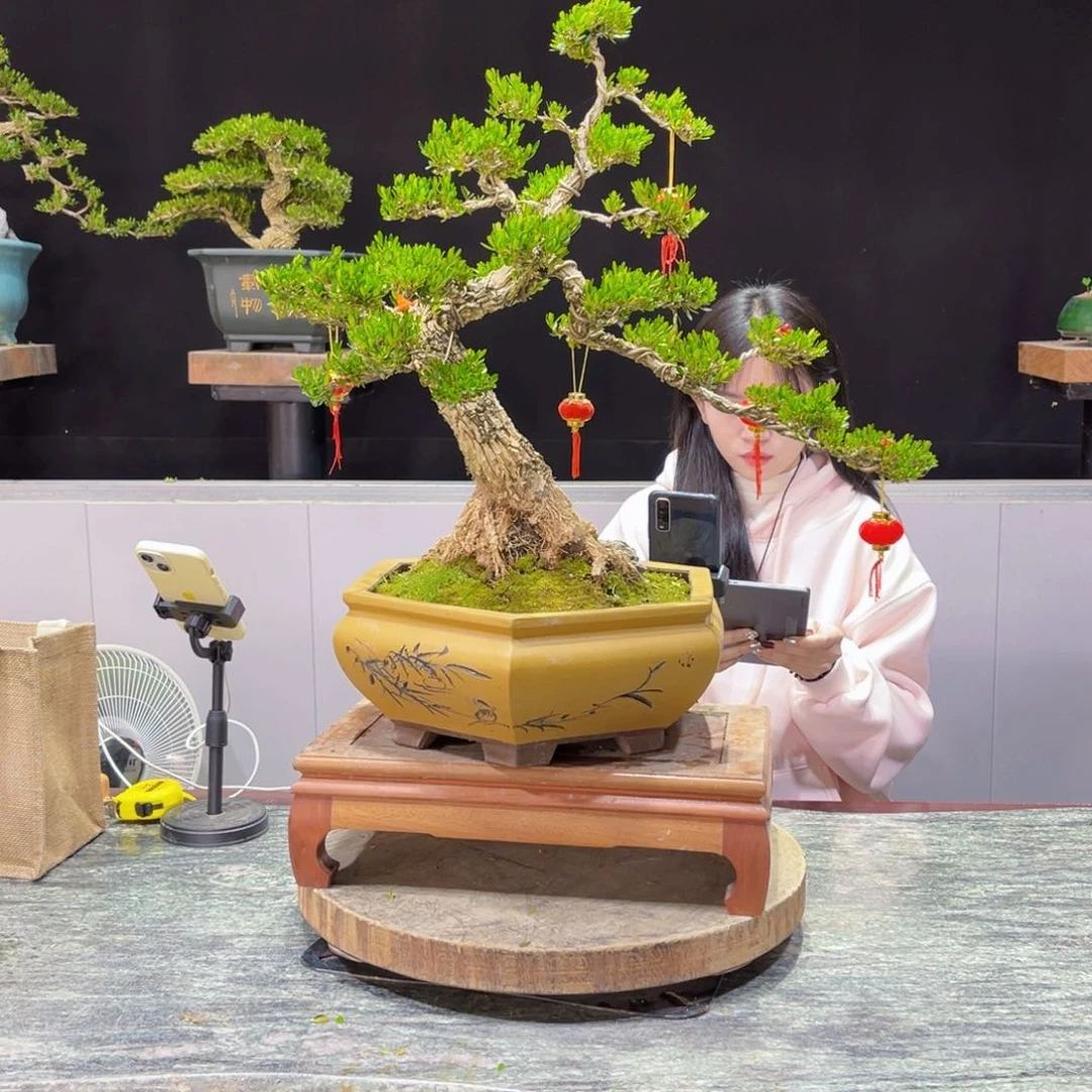 四季常青老桩黄杨盆景