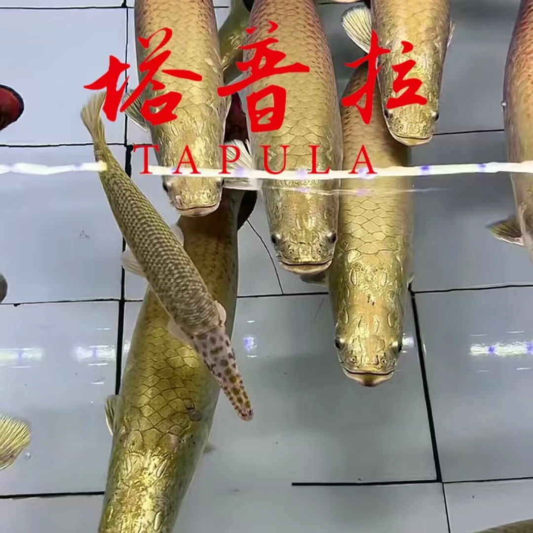 塔普拉—老船长精选巨骨鱼海象猛鱼精选便宜巨骨