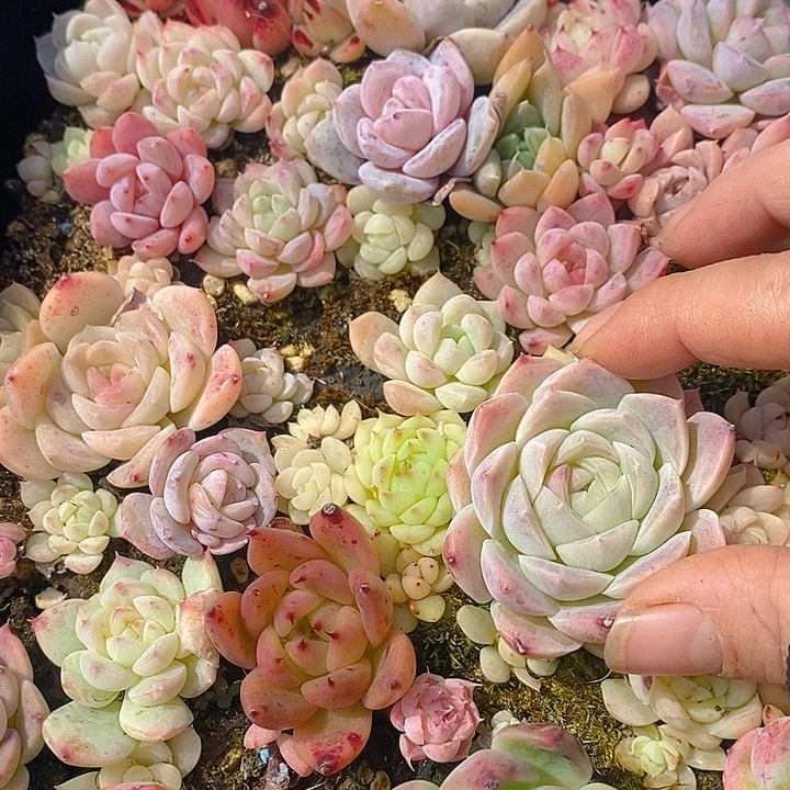 78多肉植物盆栽花卉植物