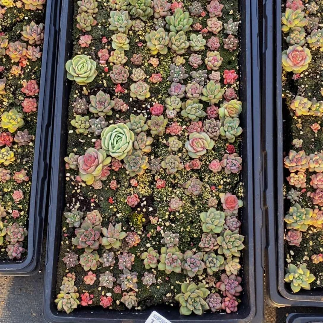 惠**?189多肉多肉植物保护研究所所长助理