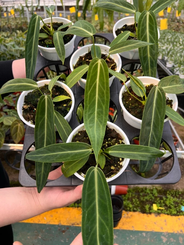 【一片绿洲】火鹤后花烛 新手入门热植绿植盆栽