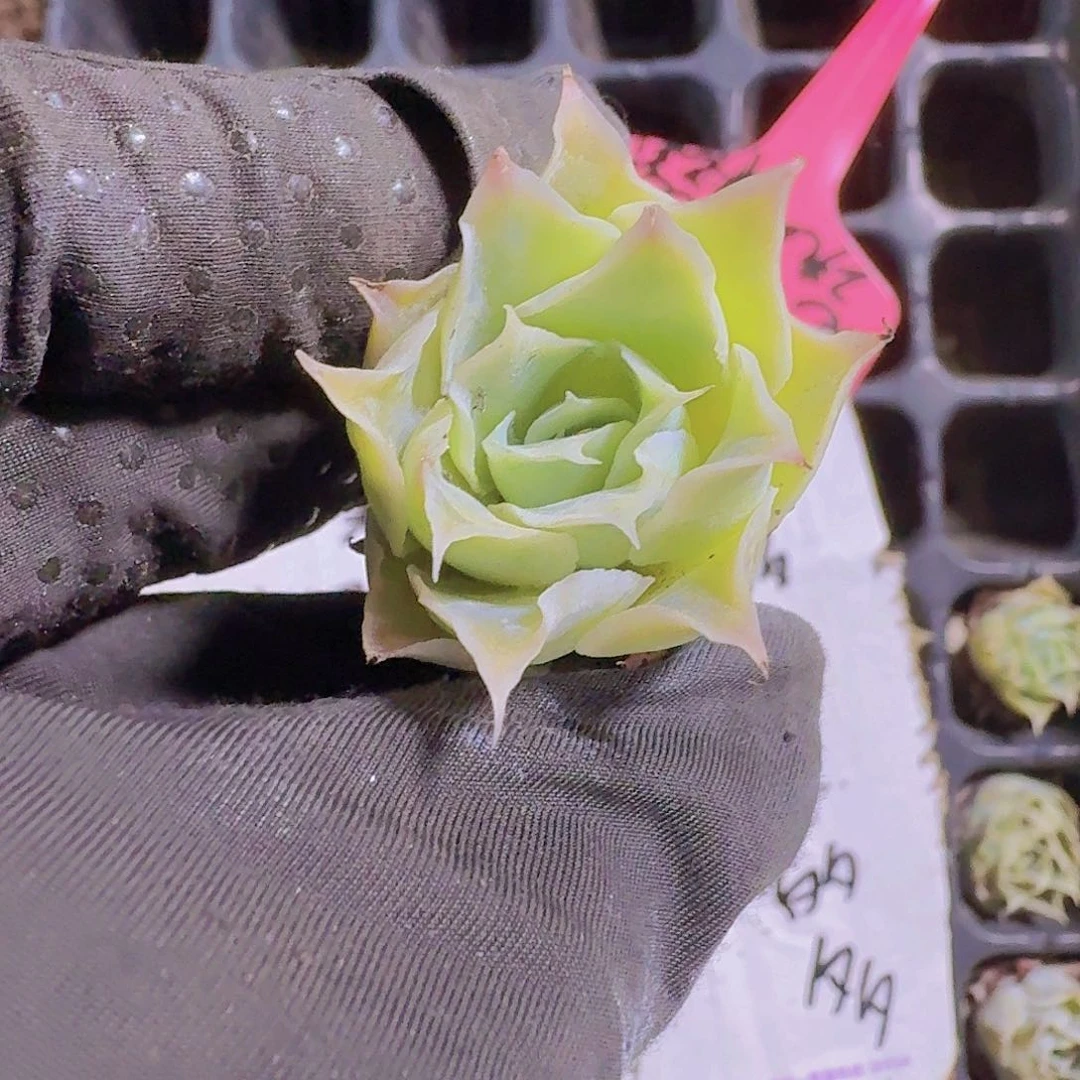 精品蓝丝绒两颗一组